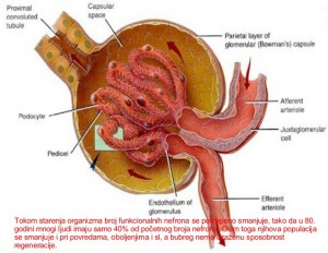 anatomija-urinarni-sistem-19-638.jpg
